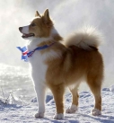 identify breed dog Nordic Watchdogs and Herding Dogs