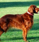 identify breed dog British and Irish pointers and setters
