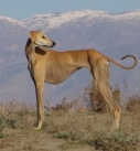 identify breed dog Short-haired Sighthounds