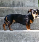 identify breed dog Dachshund