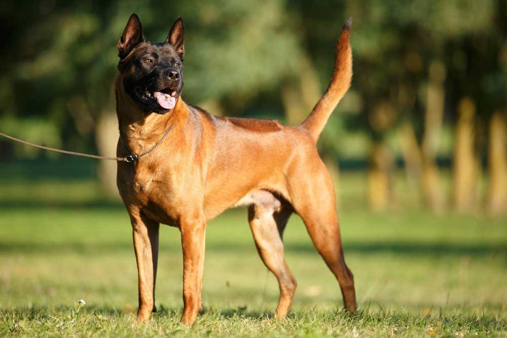 identify breed dog Primitive Types - Ridgeback