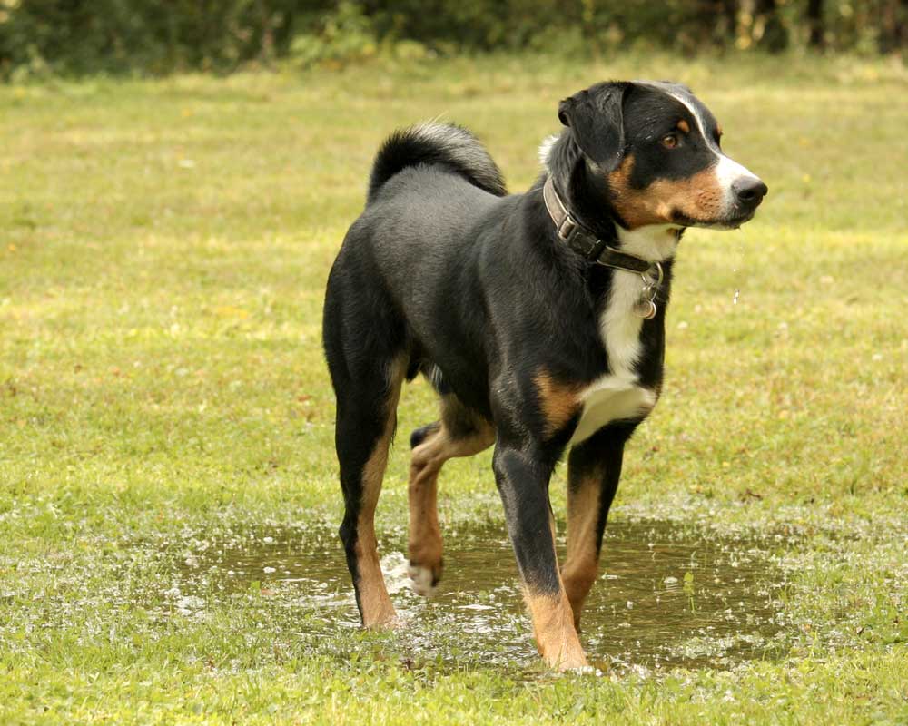 identify breed dog Mountain Dogs and Greater Swiss Mountain Dog