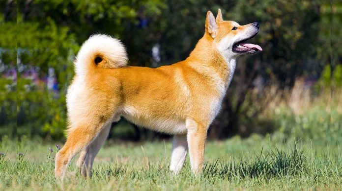 Akita Inu