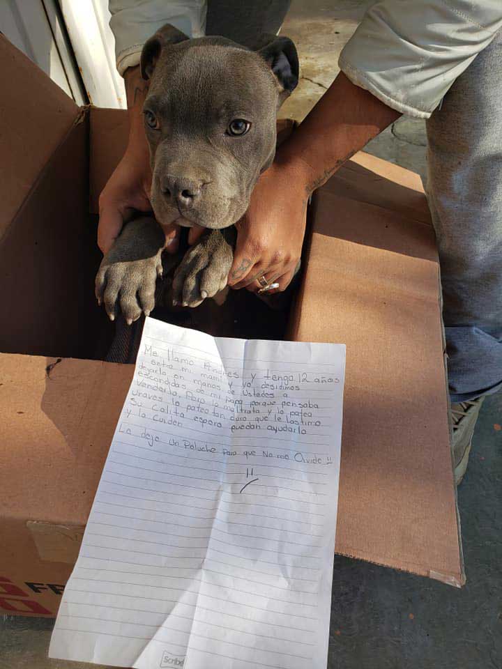 Boy abandoned his puppy in a shelter