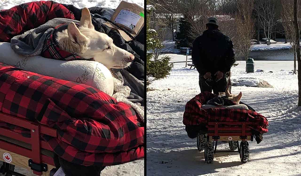 Bryant Thompson Paralyzed Dog Wagon