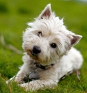 Cairn Terrier