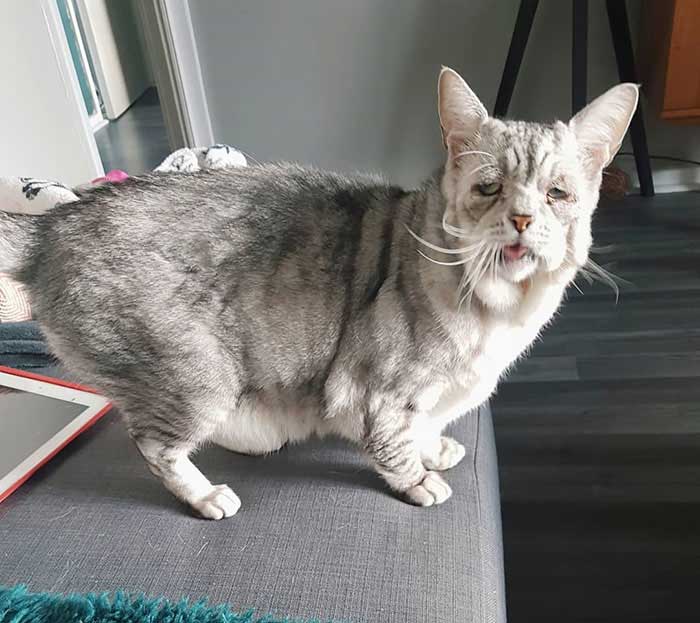 Cat with rare syndrome
