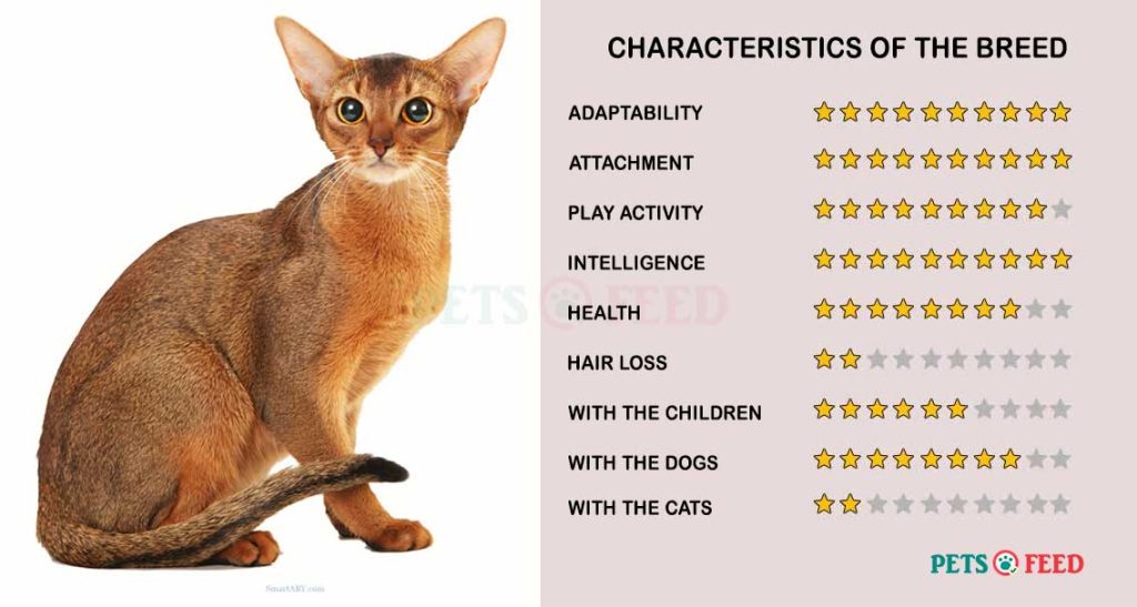 Cats-characteristics-Abyssinian