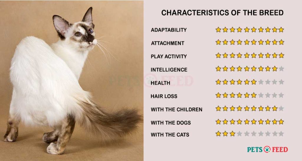 Cats-characteristics-Balinese