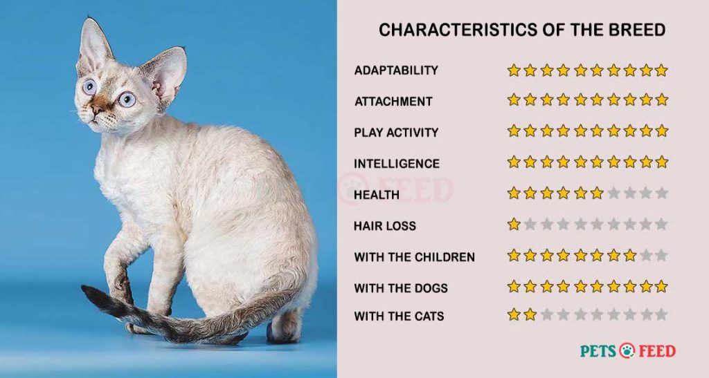 Cats-characteristics-Devon-Rex