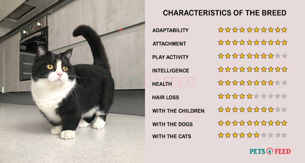 Cats-characteristics-Munchkin