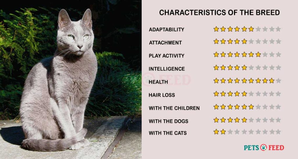Cats-characteristics-Russian-Blue