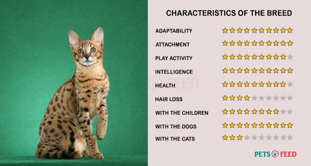 Cats-characteristics-Savannah