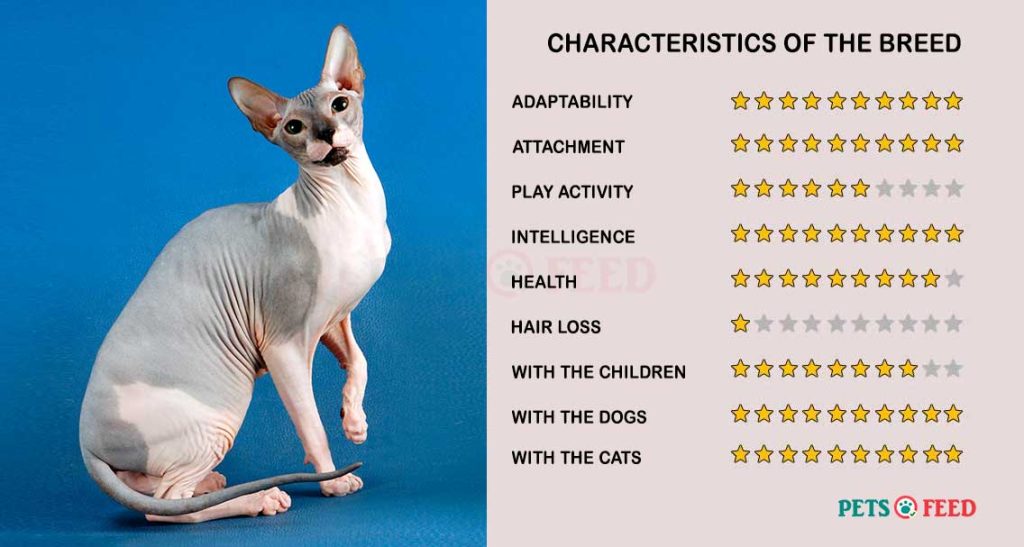 Cats-characteristics-Sphynx