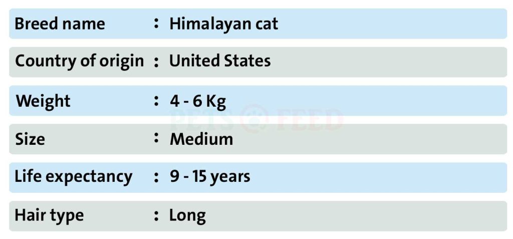 Cats-sheet-Himalayan-cat