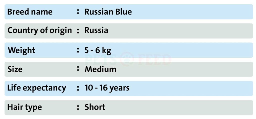 Cats-sheet-Russian-Blue