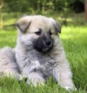Caucasian Shepherd Dog puppy