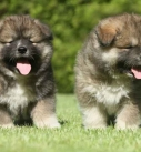 Caucasian Shepherd Dog puppies