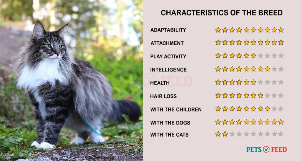 Characteristics-Norwegian-Forest-Cat