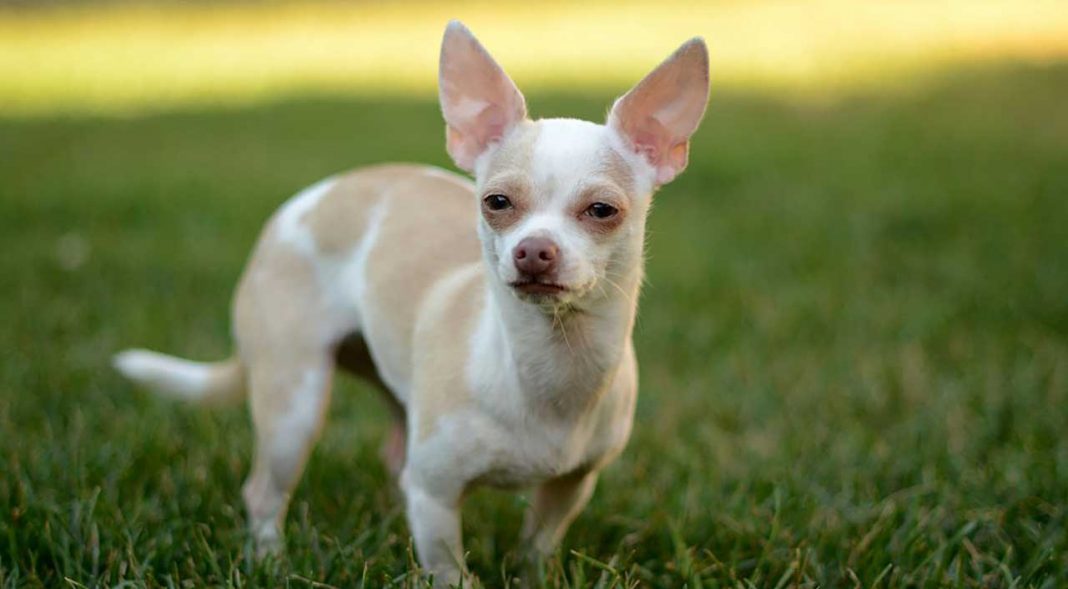 Chihuahua Information & Dog Breed Facts Pets Feed