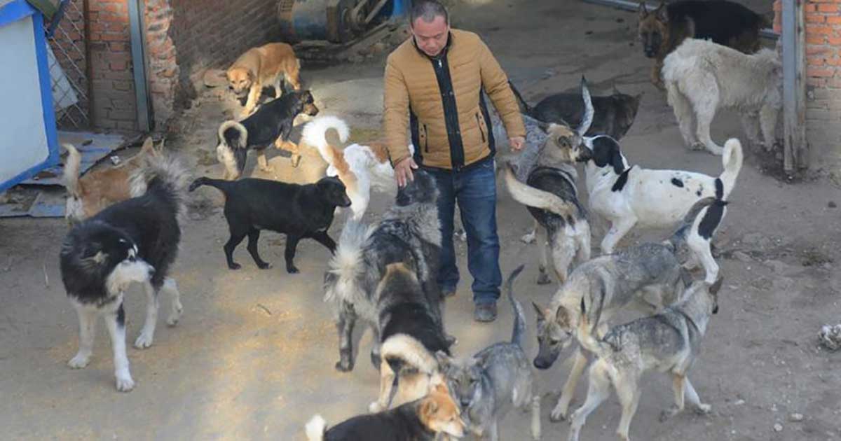 Chinese millionaire spends fortune saving dogs