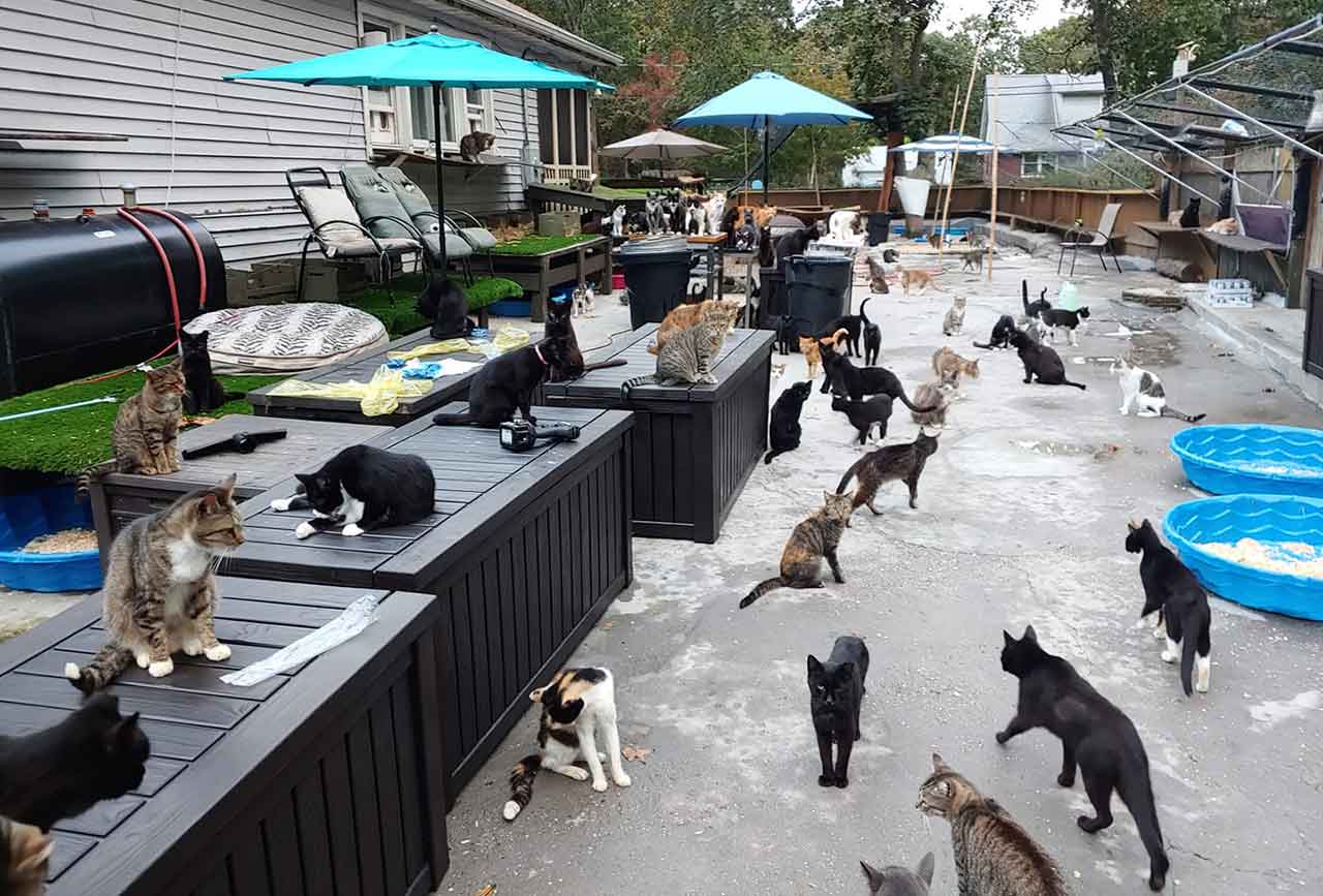 Chris Arsenault man creates cat sanctuary