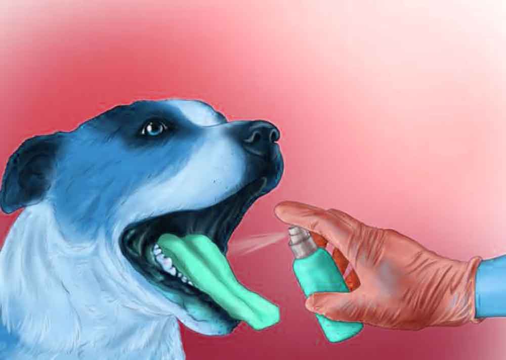 Dental Care DogsTeeth Tips