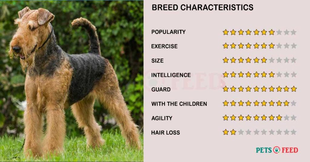 Dog-characteristics-Airedale-Terrier