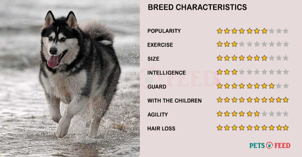 Dog-characteristics-Alaskan-Malamute