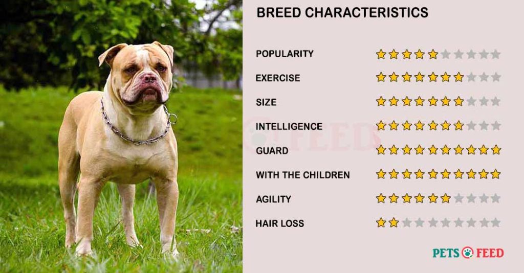 Dog-characteristics-American-Bulldog