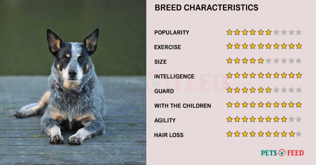 Dog-characteristics-Australian-Cattle-Dog
