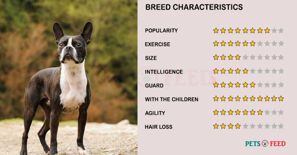 Dog-characteristics-Boston-Terrier