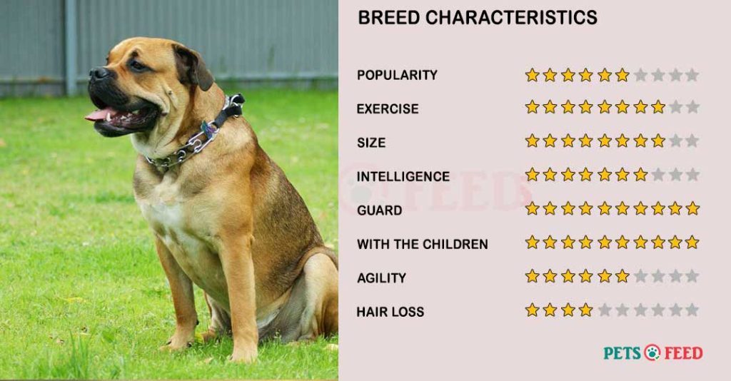 Dog-characteristics-Ca-de-Bou