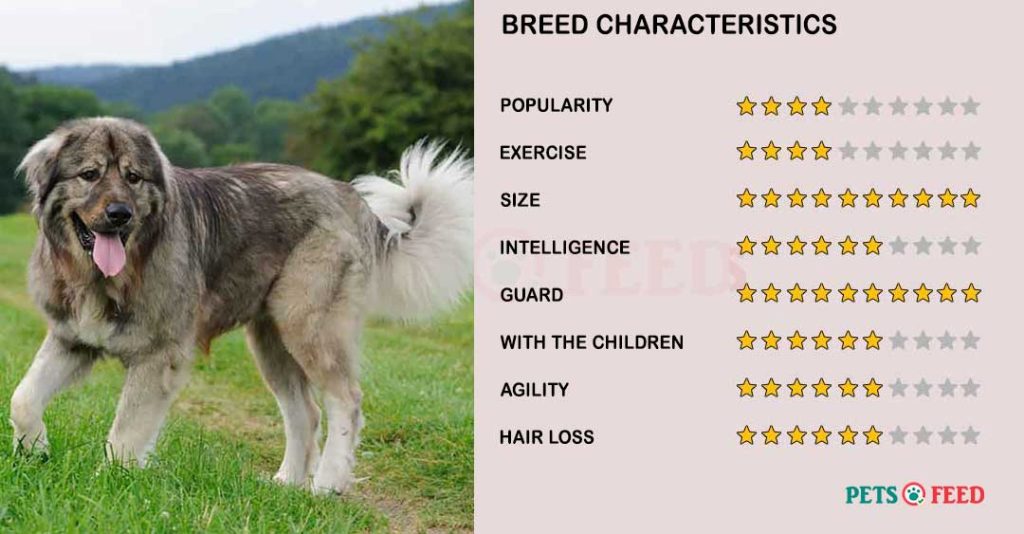 Dog-characteristics-Caucasian-Shepherd