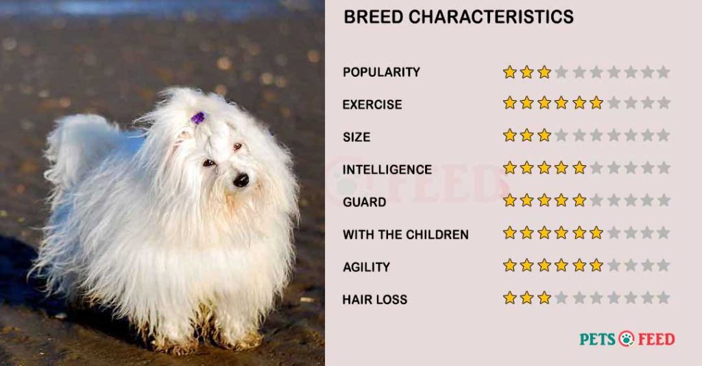 Dog-characteristics-Coton-De-Tulear