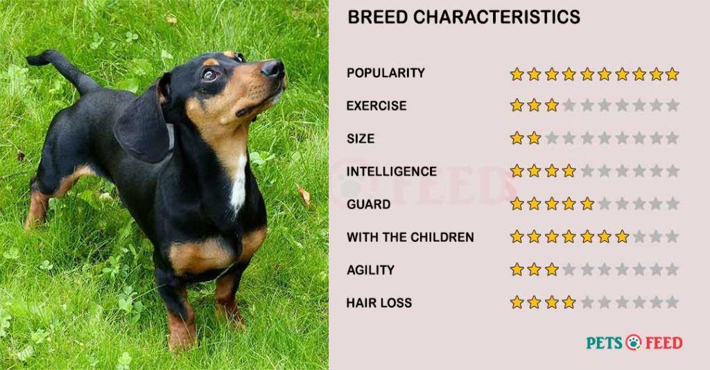 Dog-characteristics-Dachshund