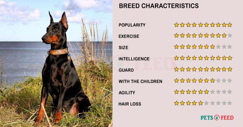Dog-characteristics-Doberman