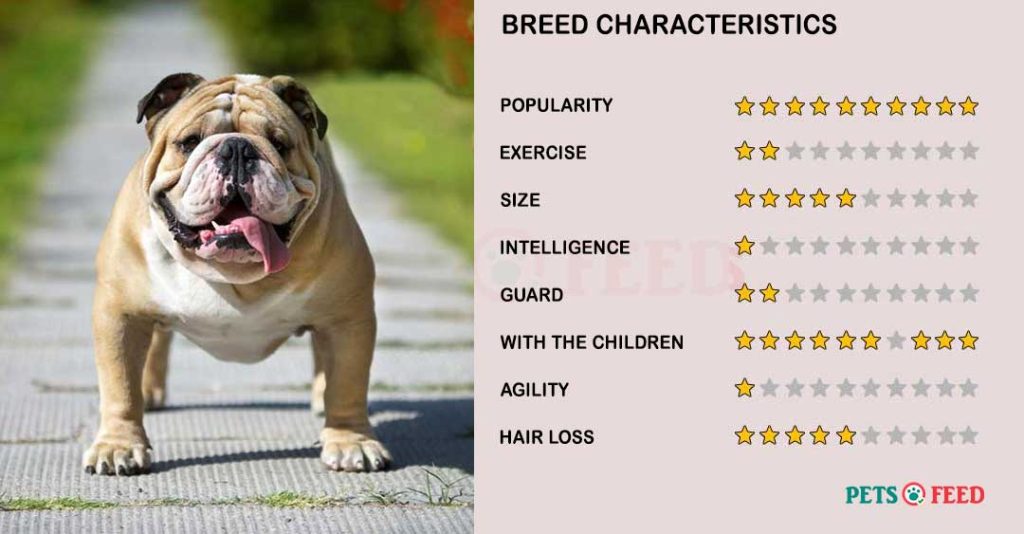Dog-characteristics-English-Bulldog