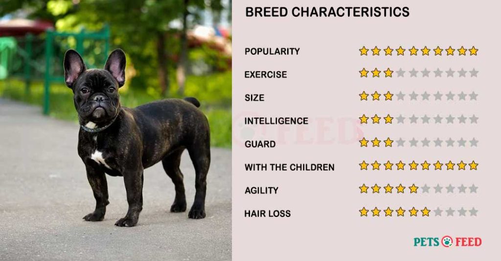 Dog-characteristics-French-Bulldog