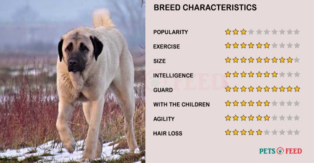 Dog-characteristics-Kangal