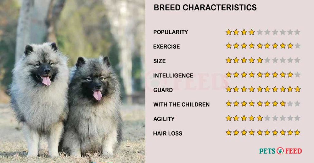 Dog-characteristics-Keeshond