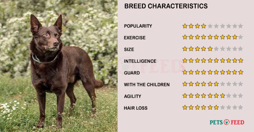 Dog-characteristics-Kelpie