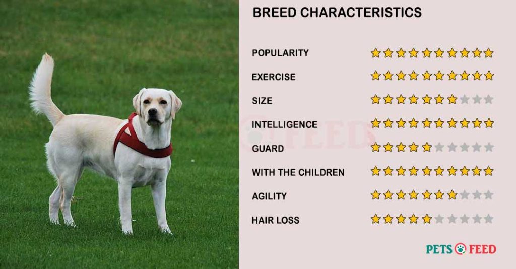 Dog-characteristics-Labrador-retriever