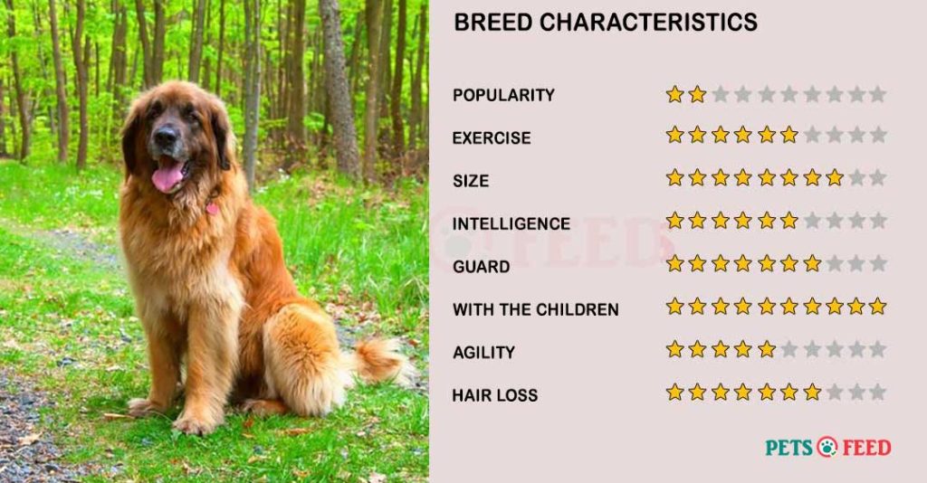 Dog-characteristics-Leonberger
