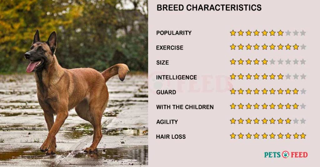 Dog-characteristics-Malinois