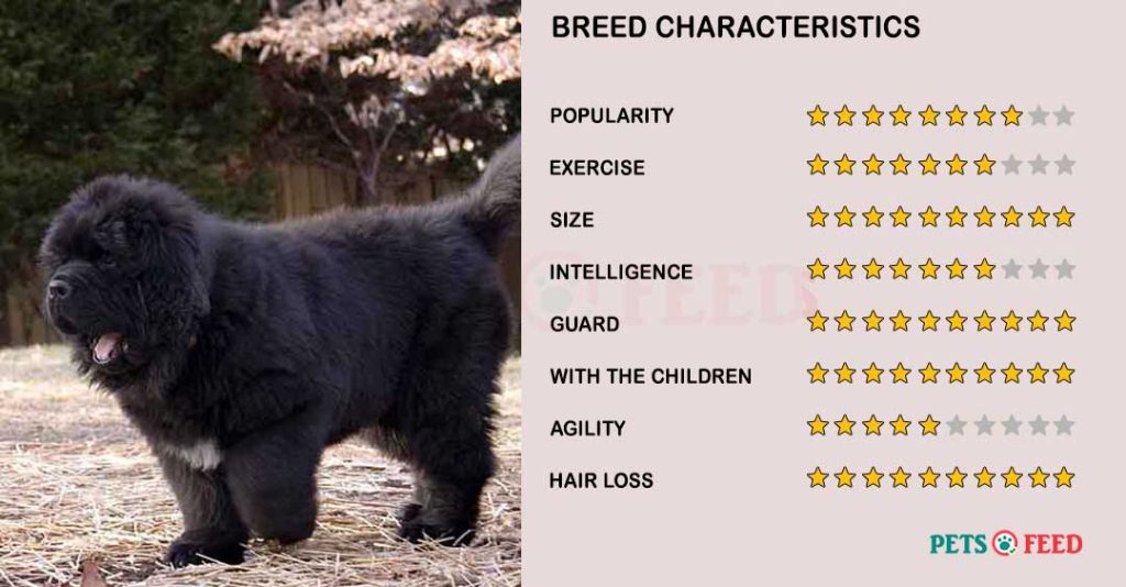 Dog-characteristics-Newfoundland-Dog