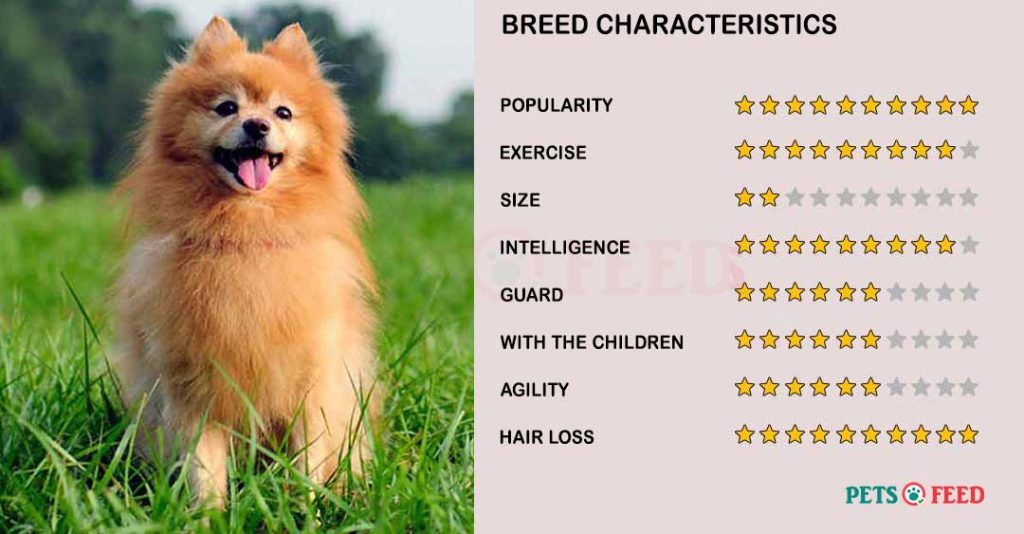 Dog-characteristics-Pomeranian