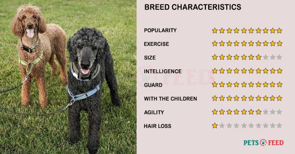 Dog-characteristics-Poodle