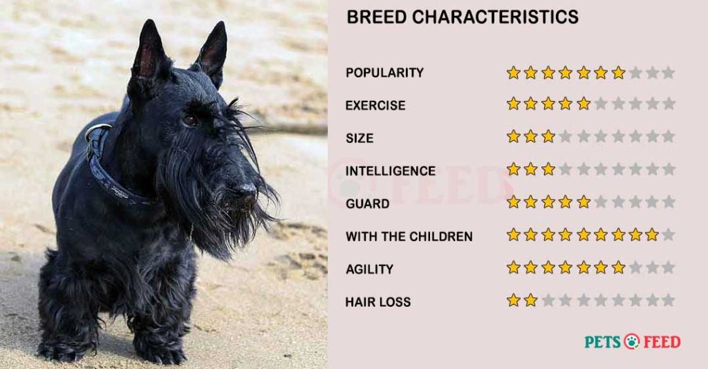 Dog-characteristics-Scottish-Terrier