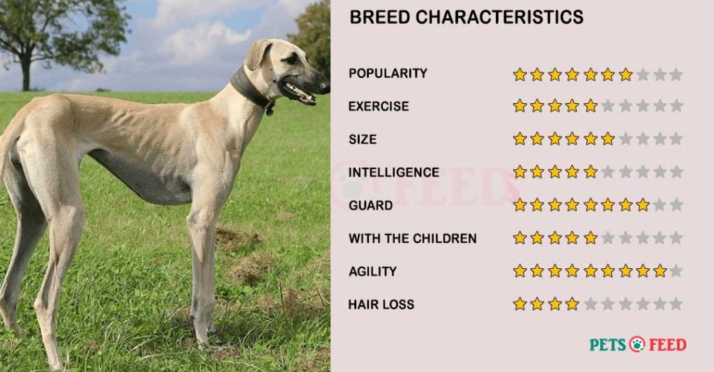 Dog-characteristics-Sloughi